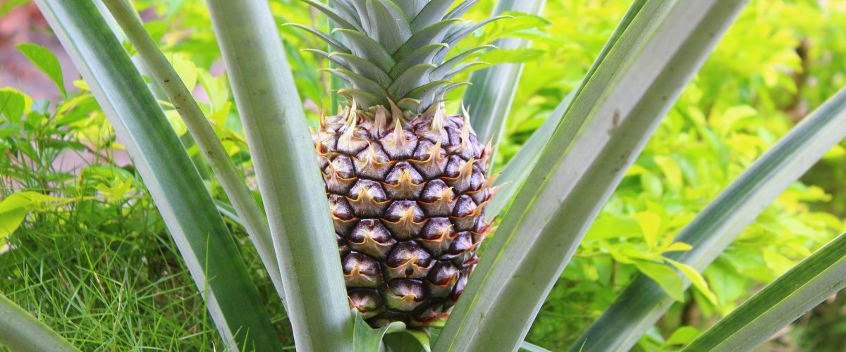 Pineapple Sri Lankan sweetness